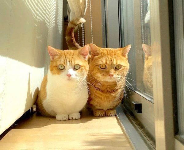 日向ぼっこする茶太郎くんときなこちゃん