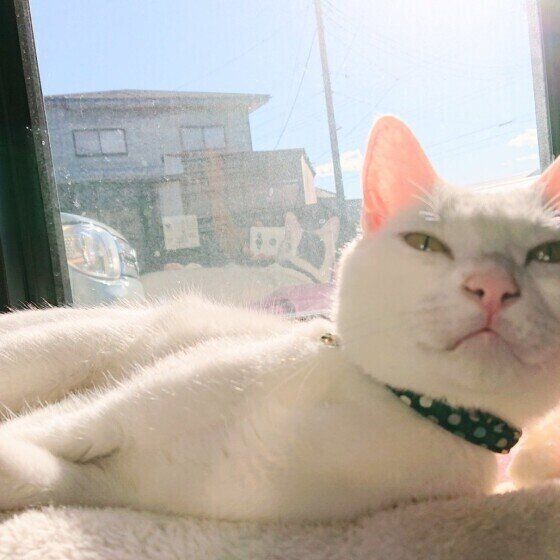 窓辺のゆきみくん