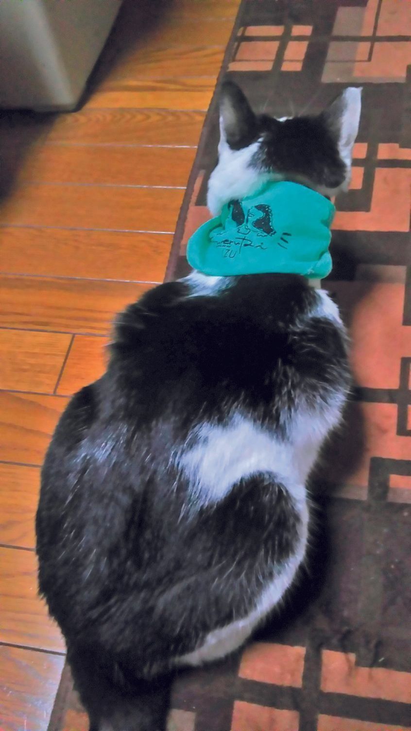 画像／ねこのきもち2019年11月号『猫の病気そこが知りたい』