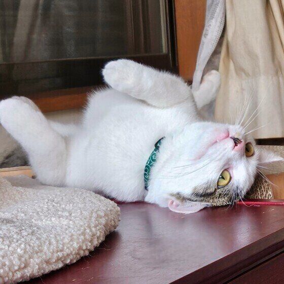 スコティッシュフォールドのプラムくん