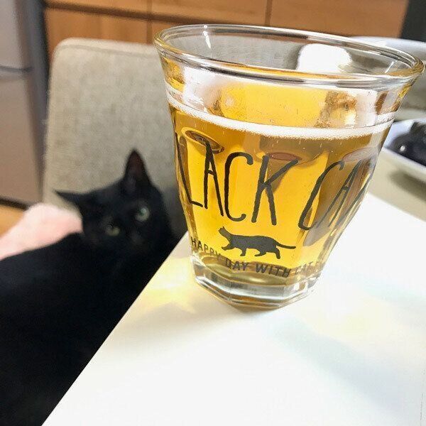 黒猫のイラストの入ったグラス