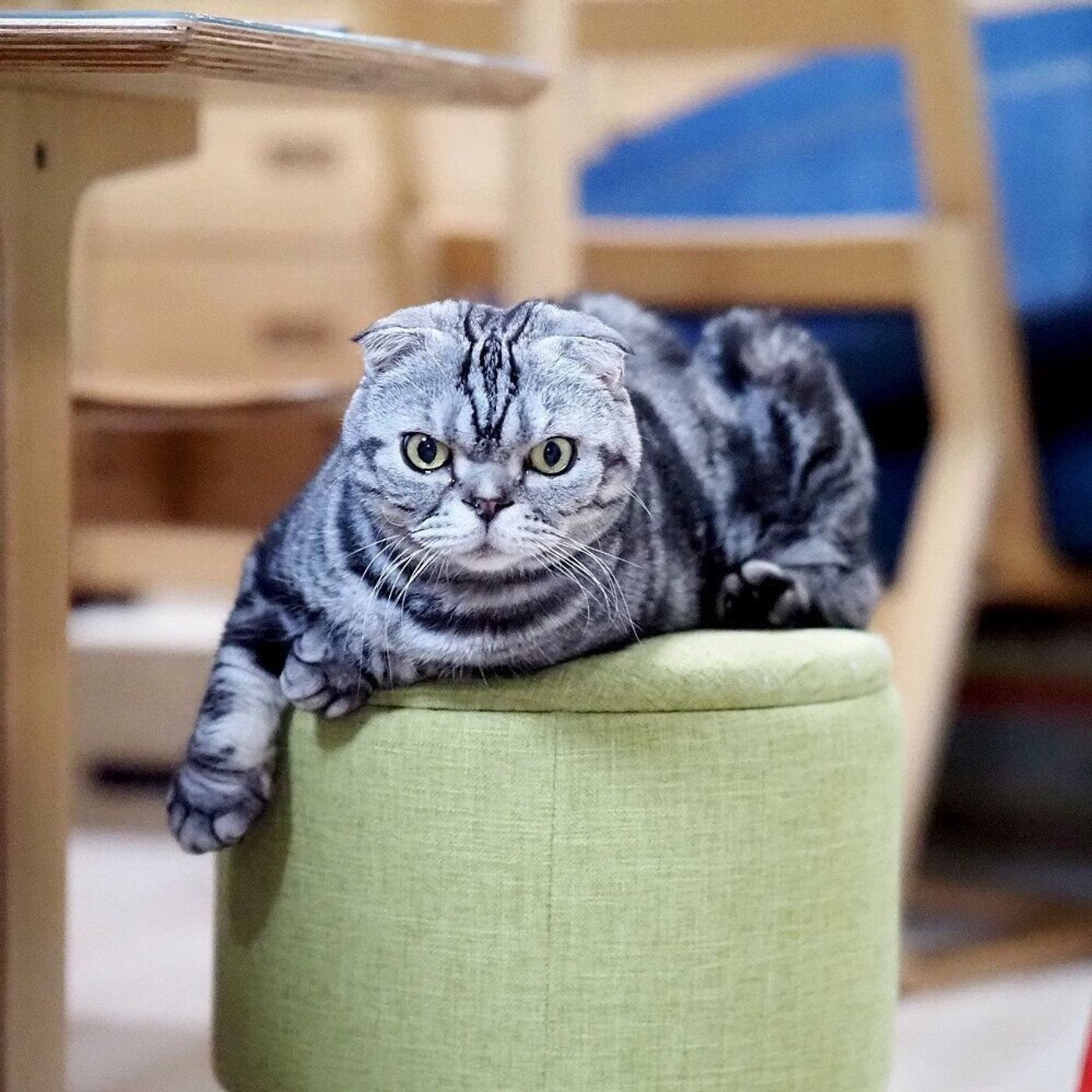 ぺっと吐き出す 飲んでくれたと思っても飲んだふり そんな猫へ錠剤をあげるコツをつかんだお話 連載 渋ネコししまるさん 140 ねこのきもちweb Magazine ぺっと吐き出す 飲んでくれたと思っても飲んだふり そんな猫へ錠剤をあげるコツをつかんだお話 連載 渋ネコししまるさん 140 ねこのきもちweb Magazine