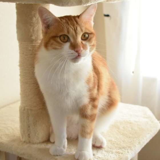 キャットタワーに座る茶トラ