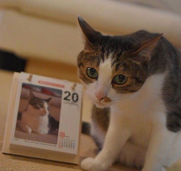 カメラ目線の猫と20と書いてあるカレンダー