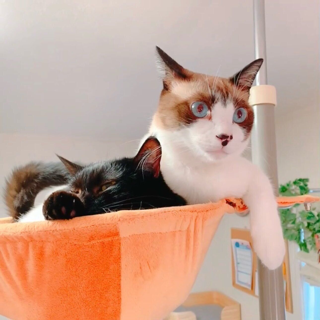 クロロ教官の上にのるぽんちゃん