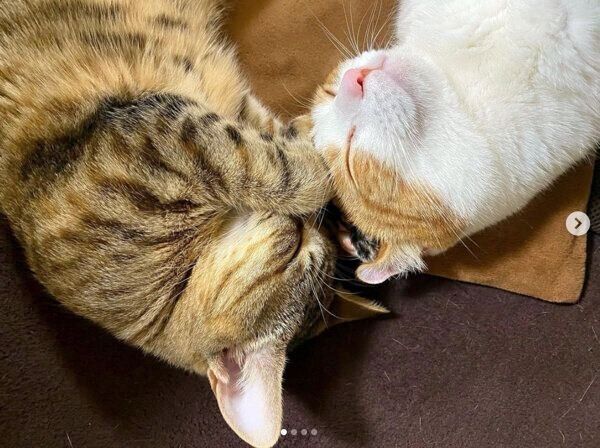 くっついて眠るさくらちゃん、虎ノ介くん