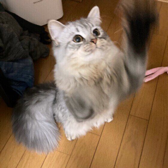 じゃらしで遊ぶスコティッシュフォールド・ロングヘア