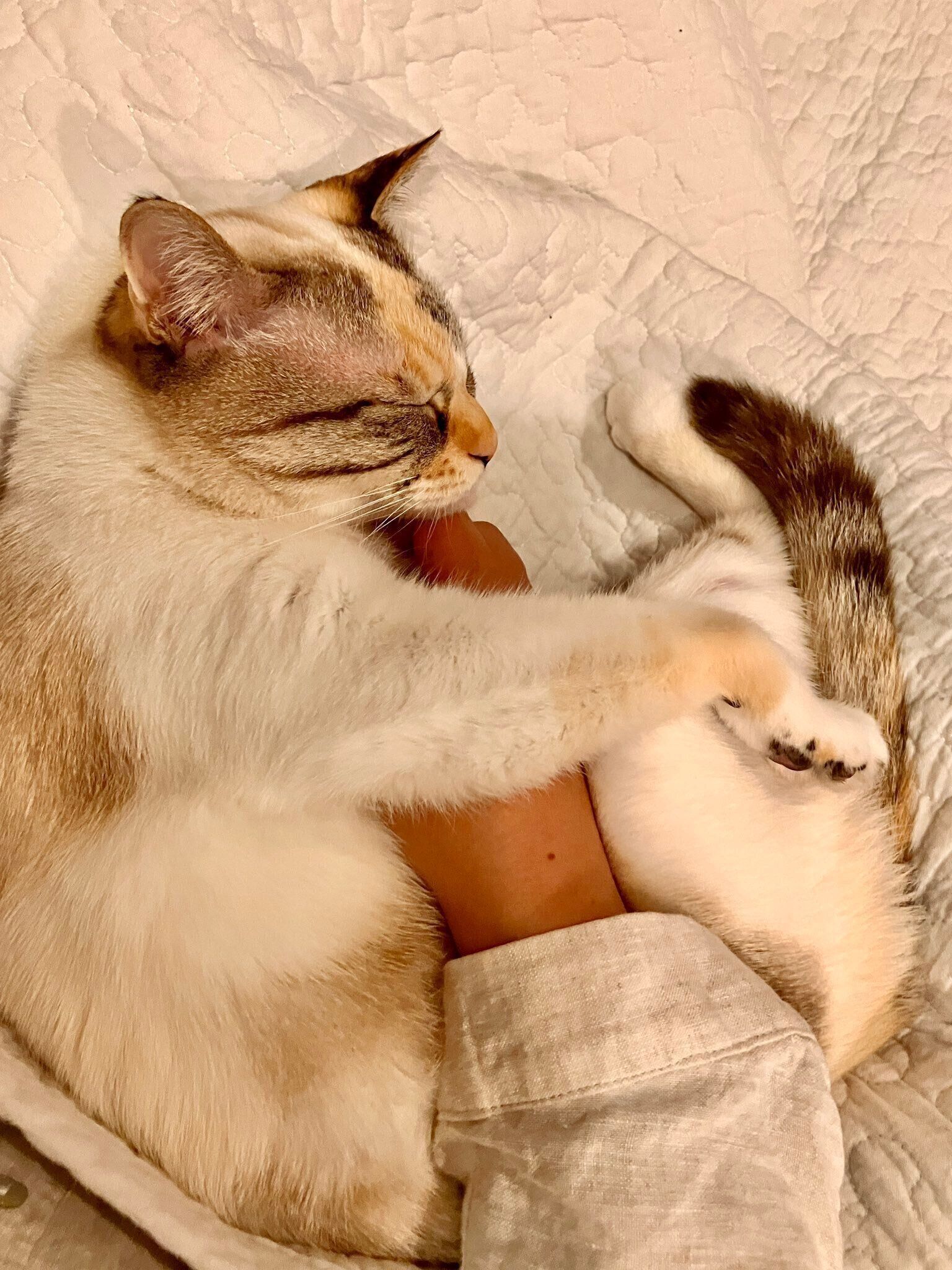 飼い主さんの膝の上で眠るルールーちゃん