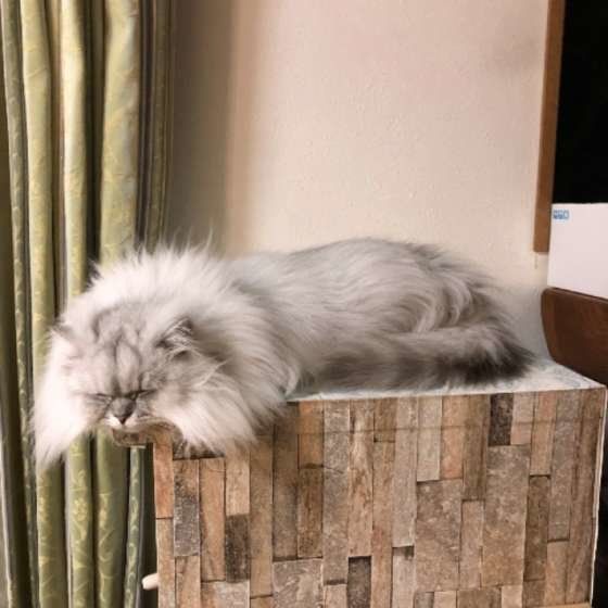 おじいさんのように見える瞬間（ペルシャ）