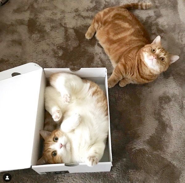 マンチカンの茶太郎くんときなこちゃん