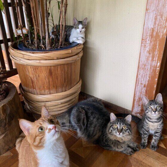 お出迎えする猫たち