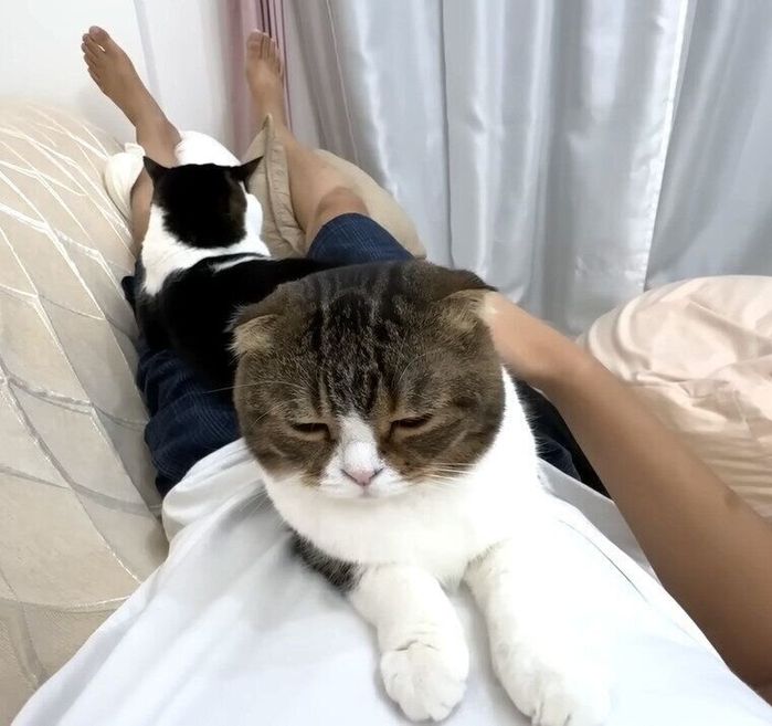 パパに乗って甘える猫たち