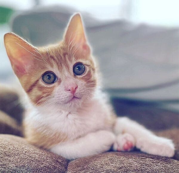 見つめるチャーちゃん