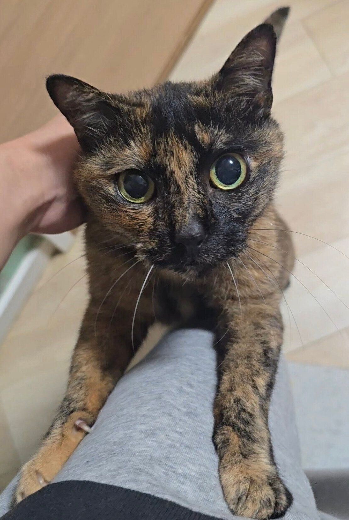 飼い主さんに抱っこをせがむしゃけちゃん