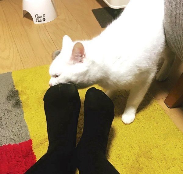 元保護猫・ミカヅキちゃん