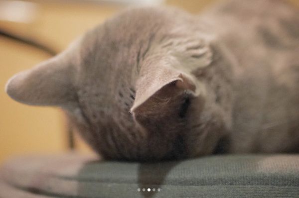 ごめん寝する猫