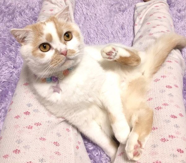 飼い主さんに寄り添うホイップクリームちゃん