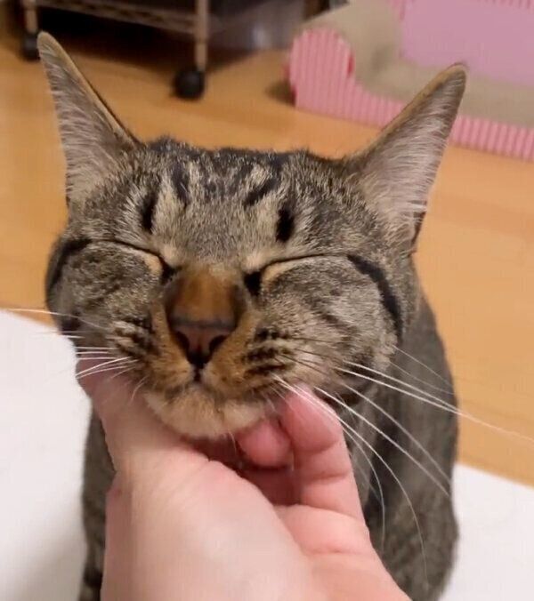 気持ちよさそうなうりちゃん