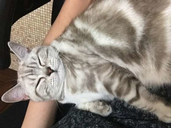 スリスリするスコティッシュフォールド