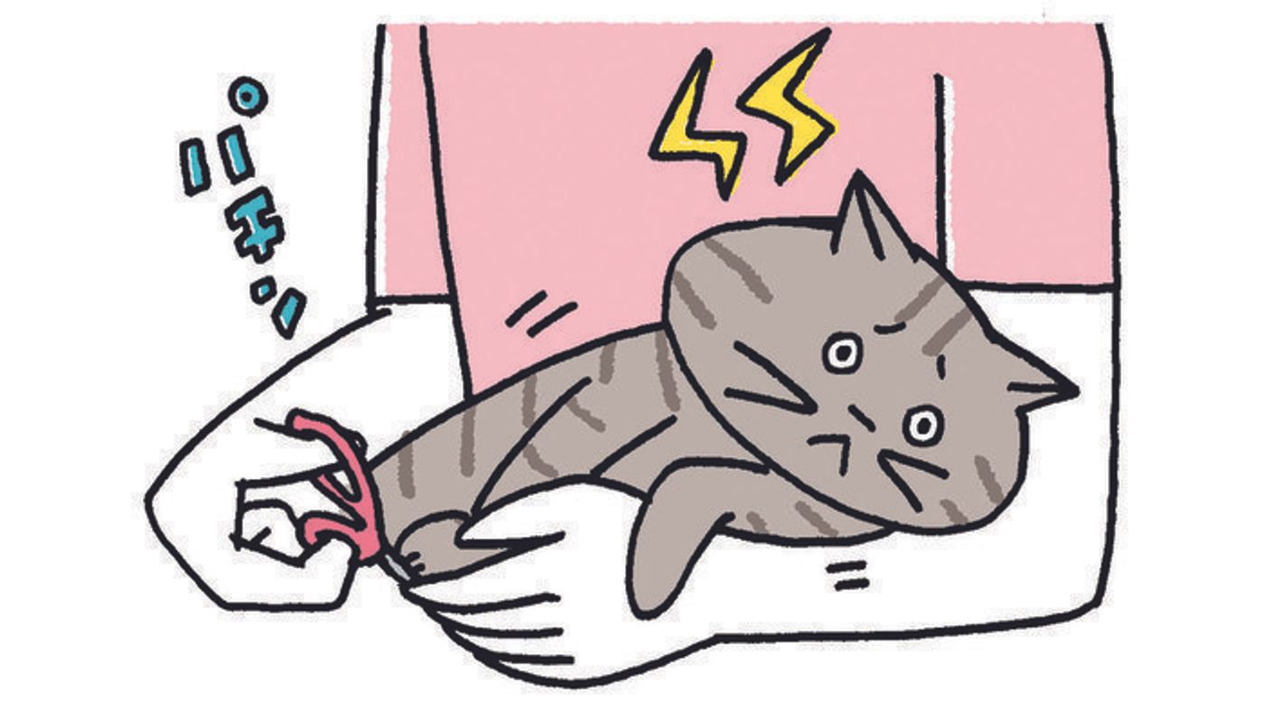 獣医師監修 猫にしてはいけないng行動集 猫が嫌がること 危険なこと ねこのきもちweb Magazine 獣医師監修 猫にしてはいけないng行動集 猫が嫌がること 危険なこと ねこのきもちweb Magazine