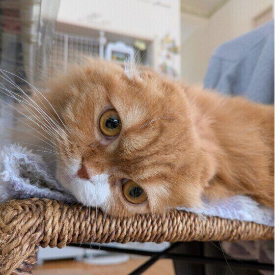 スコティッシュフォールド・ロングヘアのこむぎちゃん