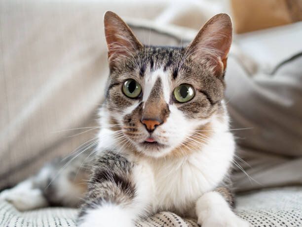 ソファに座っている猫