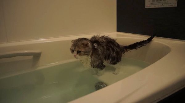 お風呂に入る猫