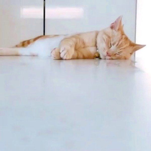 分身の術を披露するアメリカンショートヘア