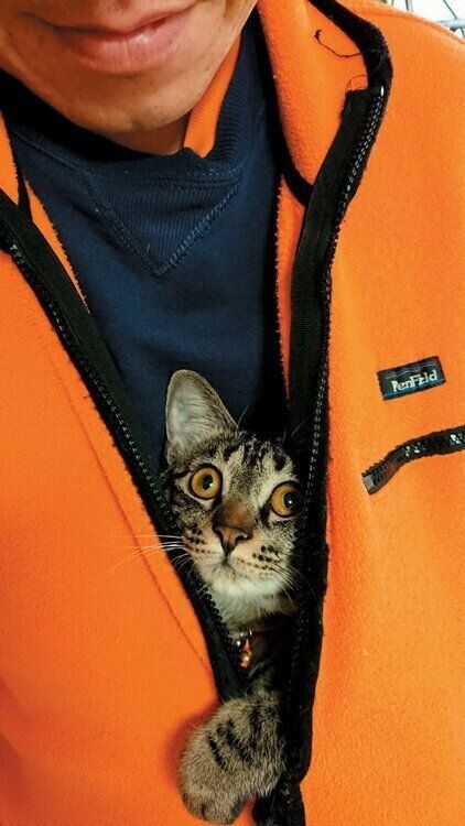 上着に収まる猫