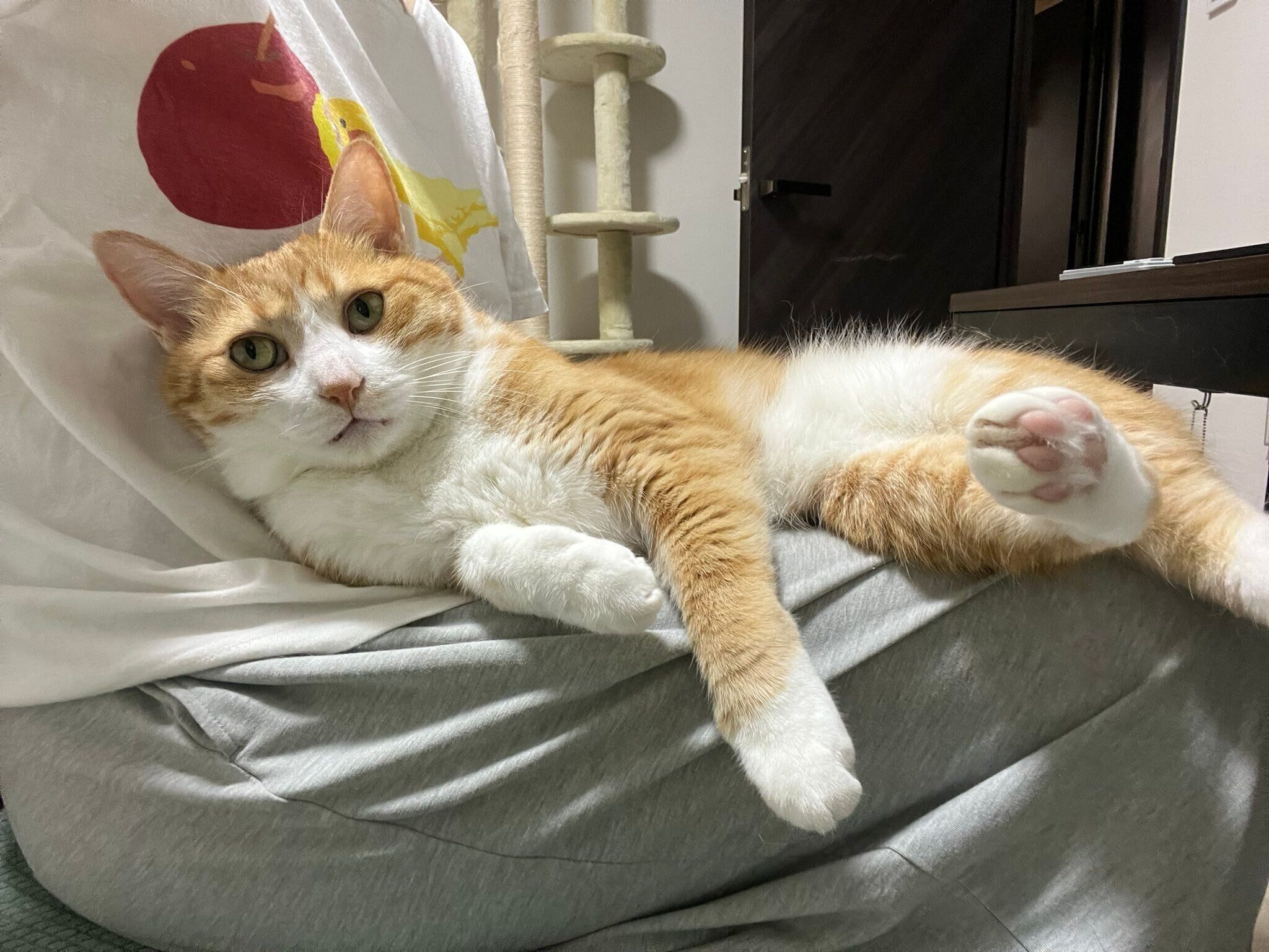 膝に乗せたばかりの「まだ伸びる前」のクウちゃん