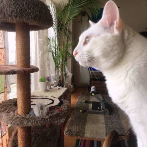 何かを見つめるももちゃん