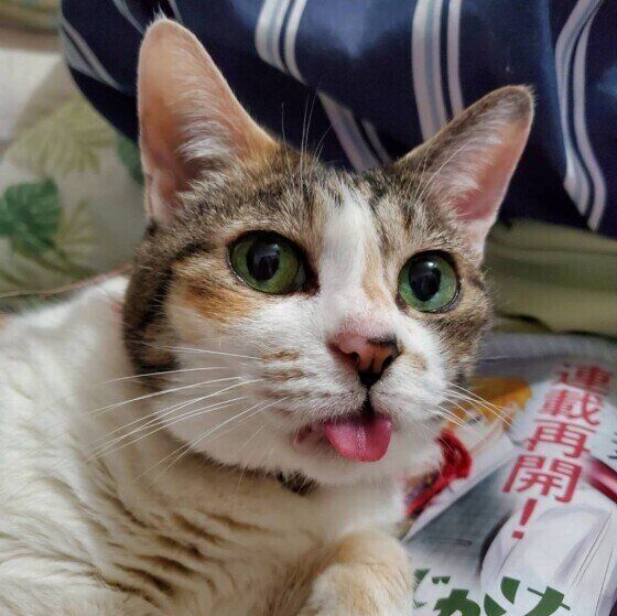 MIXのミーコちゃん