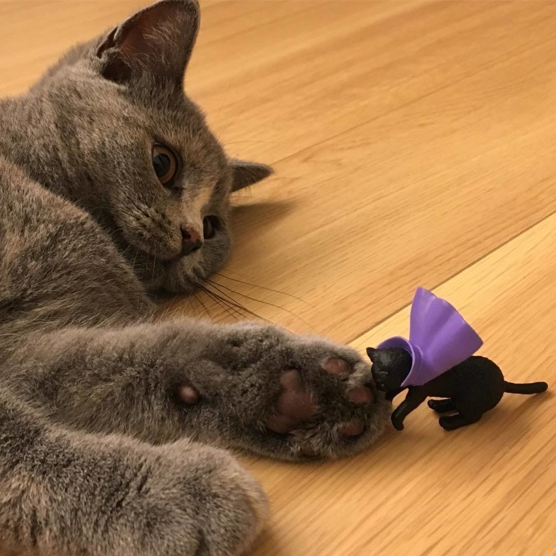 猫と紫マントのふちねこ