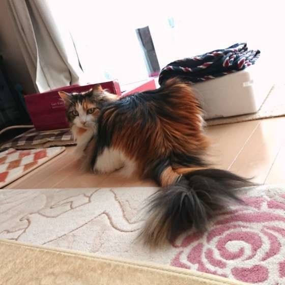 メインクーン勘吉くんの後ろ姿