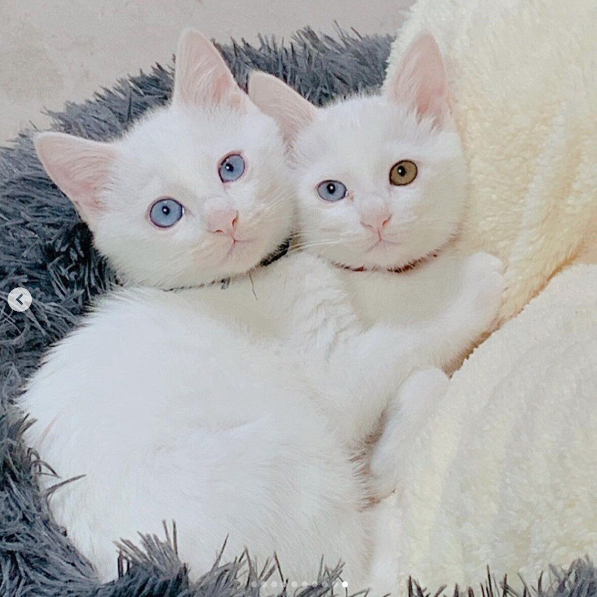 子猫時代の海くん、空ちゃん