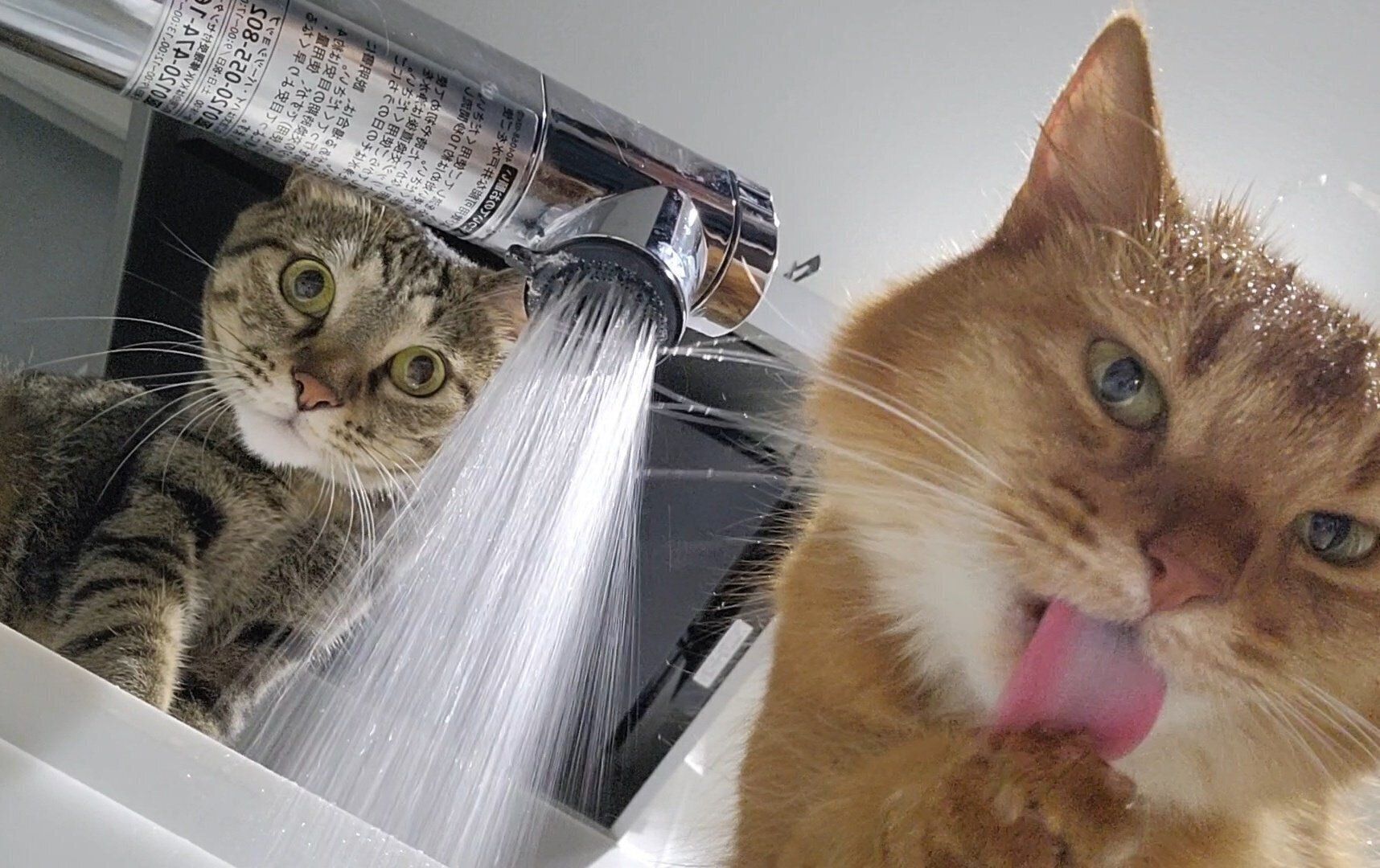 水を飲むおこめくん、しぴちゃん