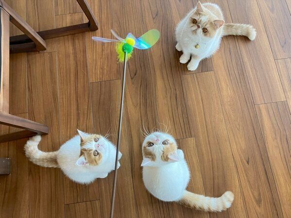 おもちゃを見つめる猫たち