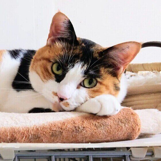 Mix（ミケ）のルビーちゃん♪