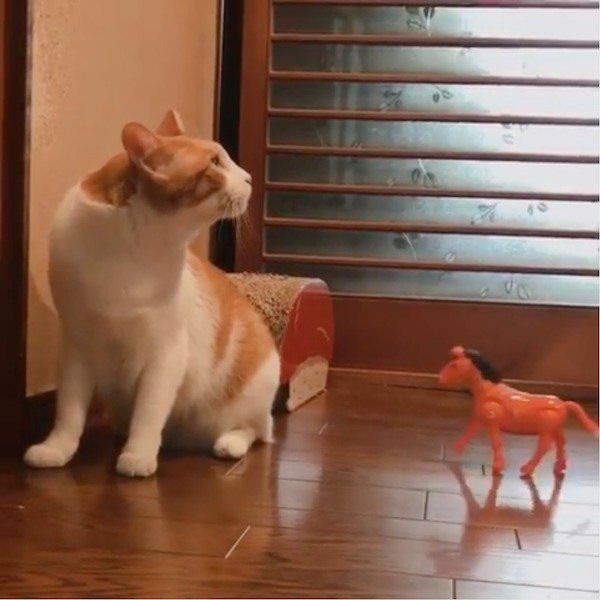 馬のおもちゃをスルーする猫