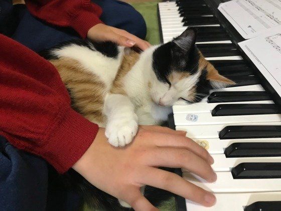 ピアノにスリスリ、三毛猫のにこちゃん