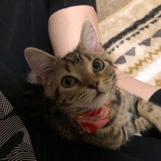 飼い主をじっと見つめるアメリカンショートヘア