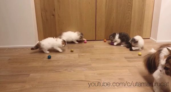 ボールで遊ぶ猫