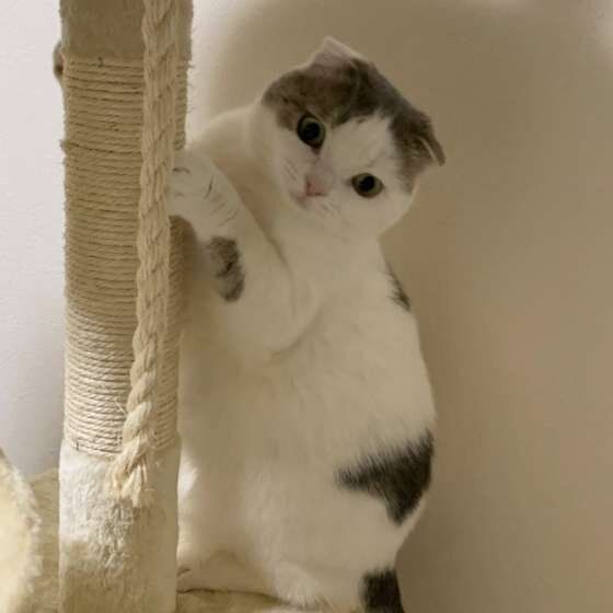 スコティッシュフォールド 定春