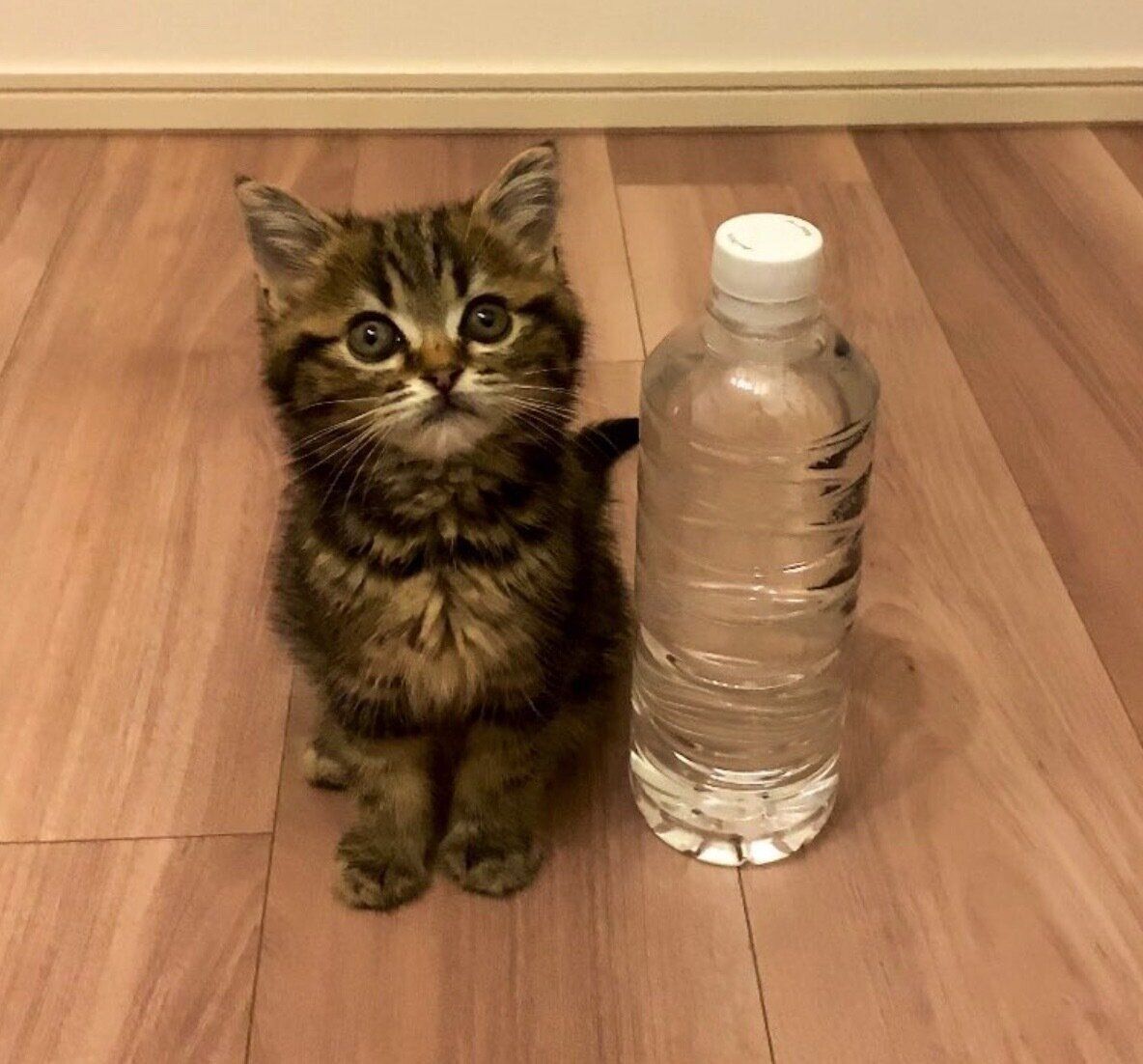 ペットボトルサイズのもなかくん