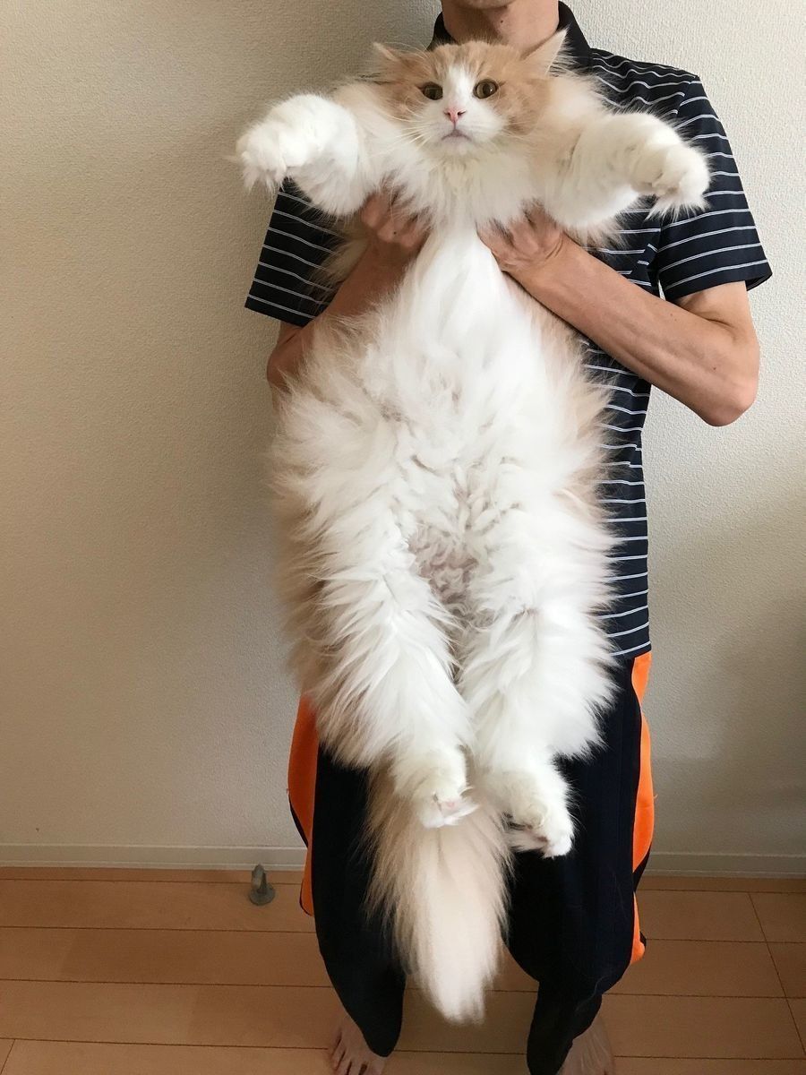 画像／「ねこのきもち」読者提供