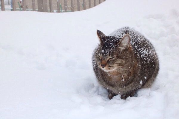 雪の中の猫
