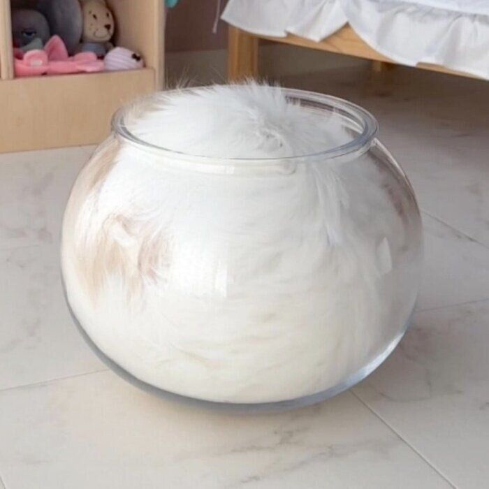 器にすっぽりと収まるLaLaたん