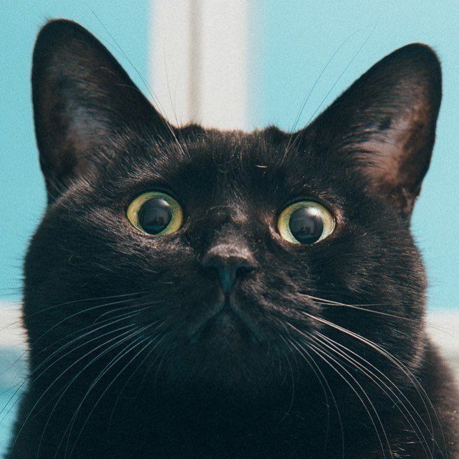 とってもキュートな「のりこ」