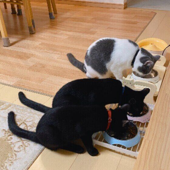 マンチカンのあんこくんと同居猫