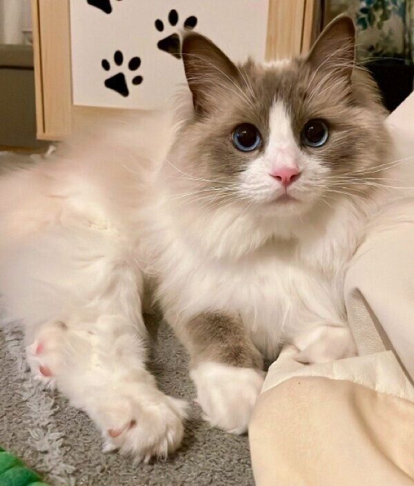 早く遊びたい乃蒼くん